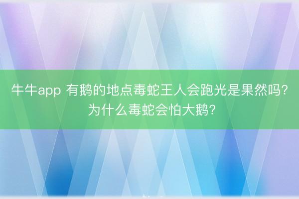 牛牛app 有鹅的地点毒蛇王人会跑光是果然吗? 为什么毒蛇会怕大鹅?