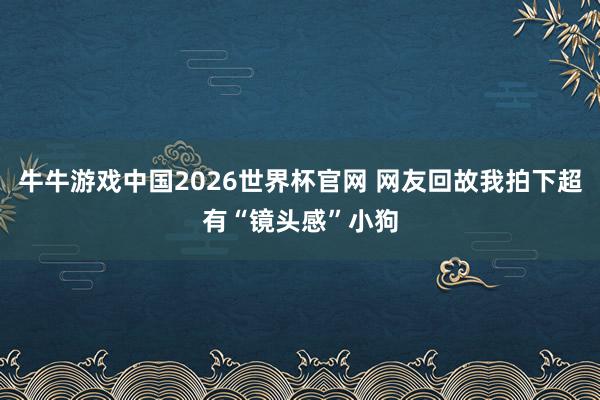 牛牛游戏中国2026世界杯官网 网友回故我拍下超有“镜头感”小狗